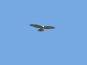 09.09 : the young eagle is already able to perform something like the hovering hunting flight, to stop at a place over the forest / by K. Pismennyi