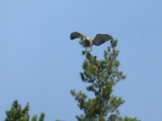 09.09 : perching on the top of a pine not far from the nest / by K. Pismennyi