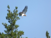 09.09 : perching on / flying off, not first for that day; it also seems to be some kind of training / by K. Pismennyi
