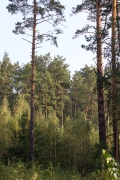 09.09 : high pines and the witch's broom with this year's nest / by V. Moroz
