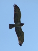09.09 : the male Short-toed Eagle flies from the breeding site towards hunting grounds / by K. Pismennyi