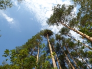 09.09 : the nesting tree and the neighbour pines used as perches by the juvenile / by K. Pismennyi