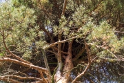 09.09 : the nest has very solid foundation provided by the tangle of branches / by V. Moroz