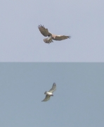 09.09 : judging by colouration and moulting, another adult male Short-toed Eagle hunts high over the meadows at a distance of almost 10 km from the previous breeding site / by V. Moroz, K. Pismennyi