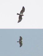 09.09 : and another juvenile flies yet 11 km away from the known nest also above the meadows; unlike the first one this has easily visible dark marks on the greater underwing primary coverts; the crop is swelled by swallowed prey / by V. Moroz, K. Pismennyi