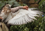 SUBADULT+MALE : 19.X.2009 : Bird - 5 : Author - K.PISMENNYI : Place - Odessa Zoo : Country - Ukraine : 16 months old
