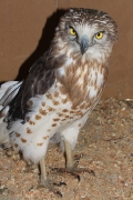 SUBADULT+MALE : 24.II.2010 : Bird - 5 : Author - K.PISMENNYI : Place - Odessa Zoo : Country - Ukraine : 20 months old