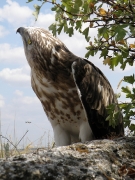 SUBADULT+MALE : 25.VIII.2009 : Bird - 5 : Author - V.PILYUGA and V.MALYSHOK : Place - Odessa Region : Country - Ukraine : 14 months old, born in Kiev Region, Ukraine