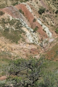 Рис. 3. Гнездо змееяда Circaetus gallicus на фисташке в сухом отщелке