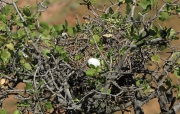 Рис. 5. Гнездо змееяда Circaetus gallicus с кладкой