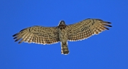 Рис. 6. Самка змееяда Circaetus gallicus, кружившаяся над гнездом