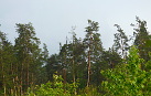 Old sites of pine forests are utilized by Short-toed Eagles for nesting
