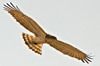 Short-toed Eagle. andalucianguides.com