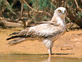 Images of the Short-toed snake-eagle - Circaetus gallicus - ARKive