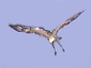 Videos of the Short-toed snake-eagle (Circaetus gallicus) on ARKive