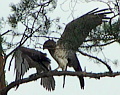 30.08.14 : an adult male Short-toed Eagle gives a snake to the juvenile not far from the nesting tree