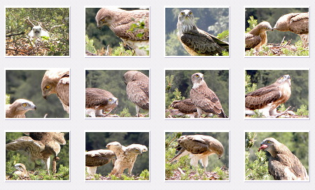 Short-toed Eagle. Bernard Joubert. 2009