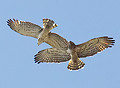 Circaetus gallicus gallery on Birdphoto.fi