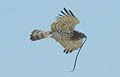 Short-toed Eagle. Birdpix search results for Circaetus gallicus