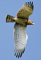 Short-toed Eagle. Le Circaète en Basse Provencee