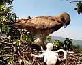 The first Short-toed Eagle's nest found in the Regional Park of Castelli Romani