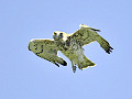 EBN Italia Gallery» Falconiformes» Accipitridae» Biancone Circaetus gallicus Short-toed Eagle