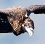 European Raptors: Biology and Conservation