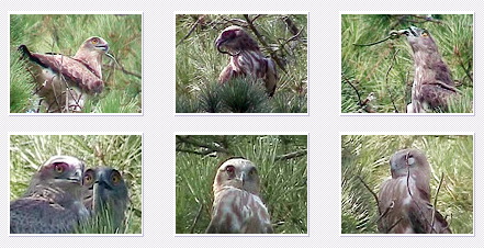 Short-toed Eagle. Françoise Gérardin. 2003