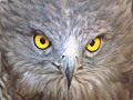Flickr search results for Short-toed Eagle