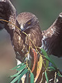 Short-toed Eagle. Fotonatura.org search results for Culebrera