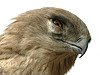 Short-toed Eagle. fredmiranda.com