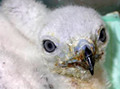 Grefa website. Reintroducida un Aguila culebrera nacida en cautividad 