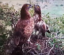 Live broadcast from Short-toed Eagle nest