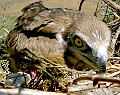 Climbing to Short-toed Eagle and Long-legged Buzzard nests. Video by Guilad Friedemann (available in HD quality)