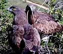 Live broadcast from Short-toed Eagle nest