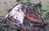 Live broadcast from Short-toed Eagle nest