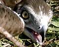 Continuing research on Short-toed Eagle and Long-legged Buzzard in Israel in 2013. Video by Guilad Friedemann (available in HD quality)