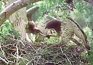 Live broadcast from Short-toed Eagle nest