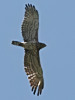 Short-toed Eagle. gwentbirds.org