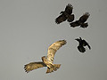 Search results for Short-toed Eagle