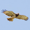Short-toed Eagle. indianaturewatch.net