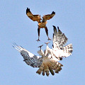 Short-toed Eagle and Long-legged Buzzard. Full size