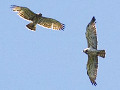 Birdinlombardia | Falconiformes | Accipitridae | Biancone Circaetus gallicus Short-toed Eagle 