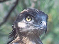 Short-toed Eagle. Marcarini's photos