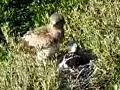 Il Biancone (Circaetus gallicus) in Maremma