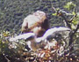 Biancone (Circaetus gallicus). Video 4. Video by Vincenzo Rizzo Pinna