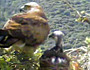 Biancone (Circaetus gallicus). Video 5. Video by Vincenzo Rizzo Pinna