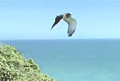 YouTube - Aguila Culebrera (Ave Migratoria)