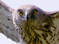 Short-toed Eagles on www.web-ornitho.com