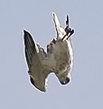 Short-toed Eagle. Mr. Jim's photos